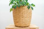 IKEA KAFFEBÖNA 鉢と観葉植物に関する画像です。
