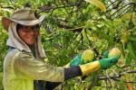QLD州ブンダバーグ　イチゴ畑のお仕事に関する画像です。